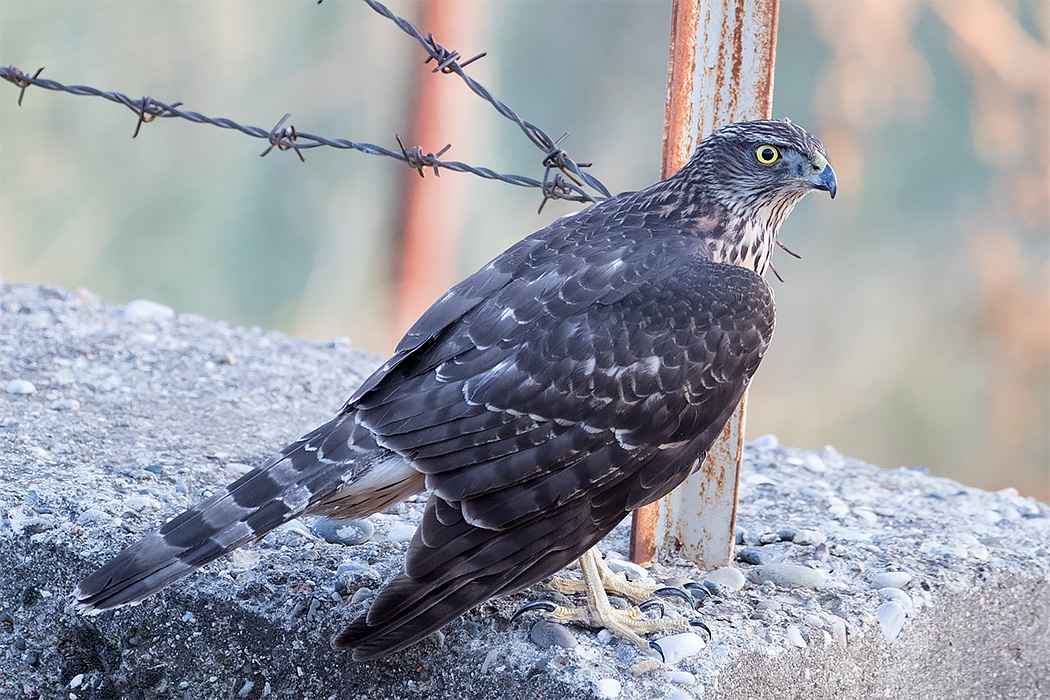 Northern Goshawk